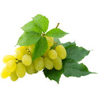 fruit.png